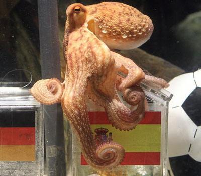 章鱼篇|青研社侦探带你揭秘：为什么章鱼比人类还聪明