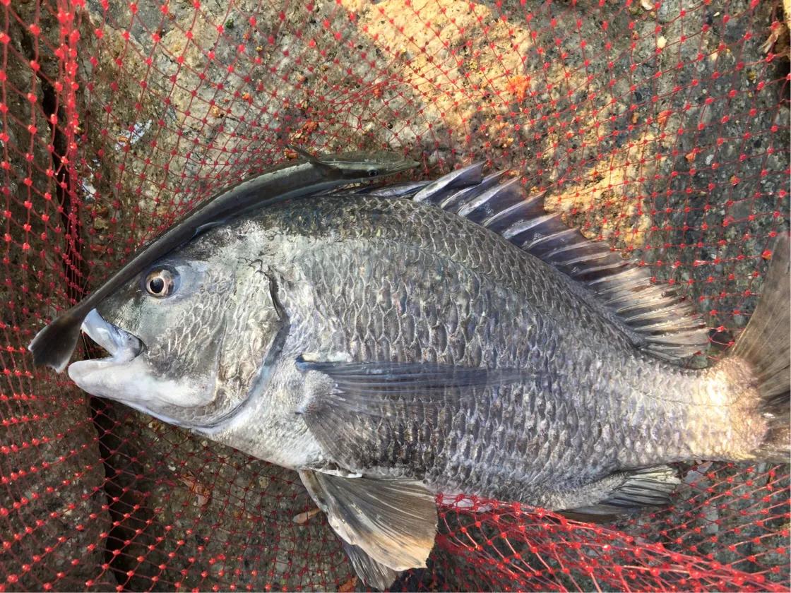 钓客闲话视频大全,钓客清话讲的什么