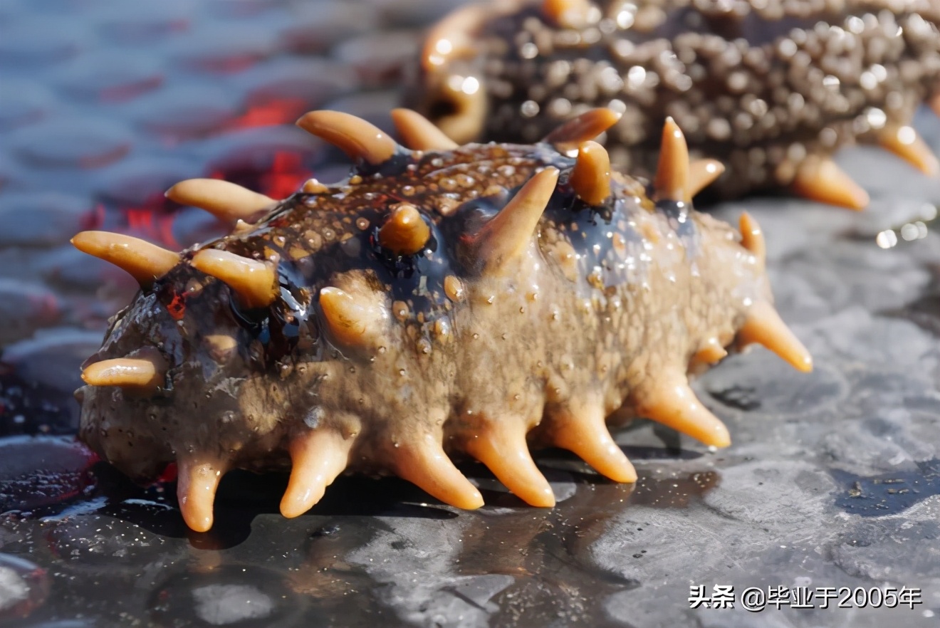 从客观角度说说海参,客观的角度说一说海参