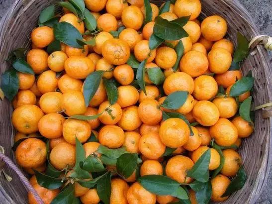 沙糖桔为什么那么容易烂,沙糖桔烂了表现出什么症状