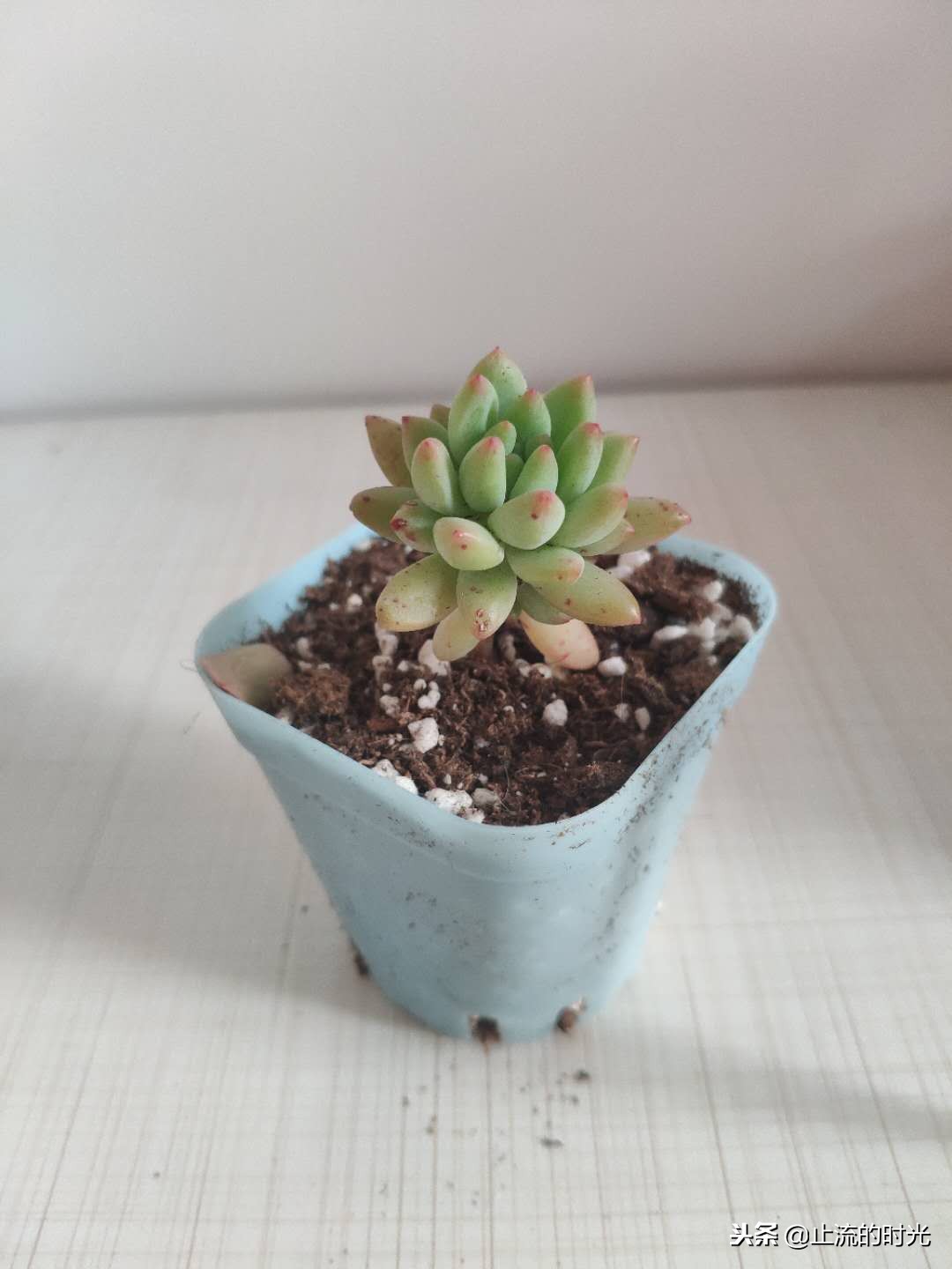 跌落神坛的五种多肉,长相奇特的6种多肉