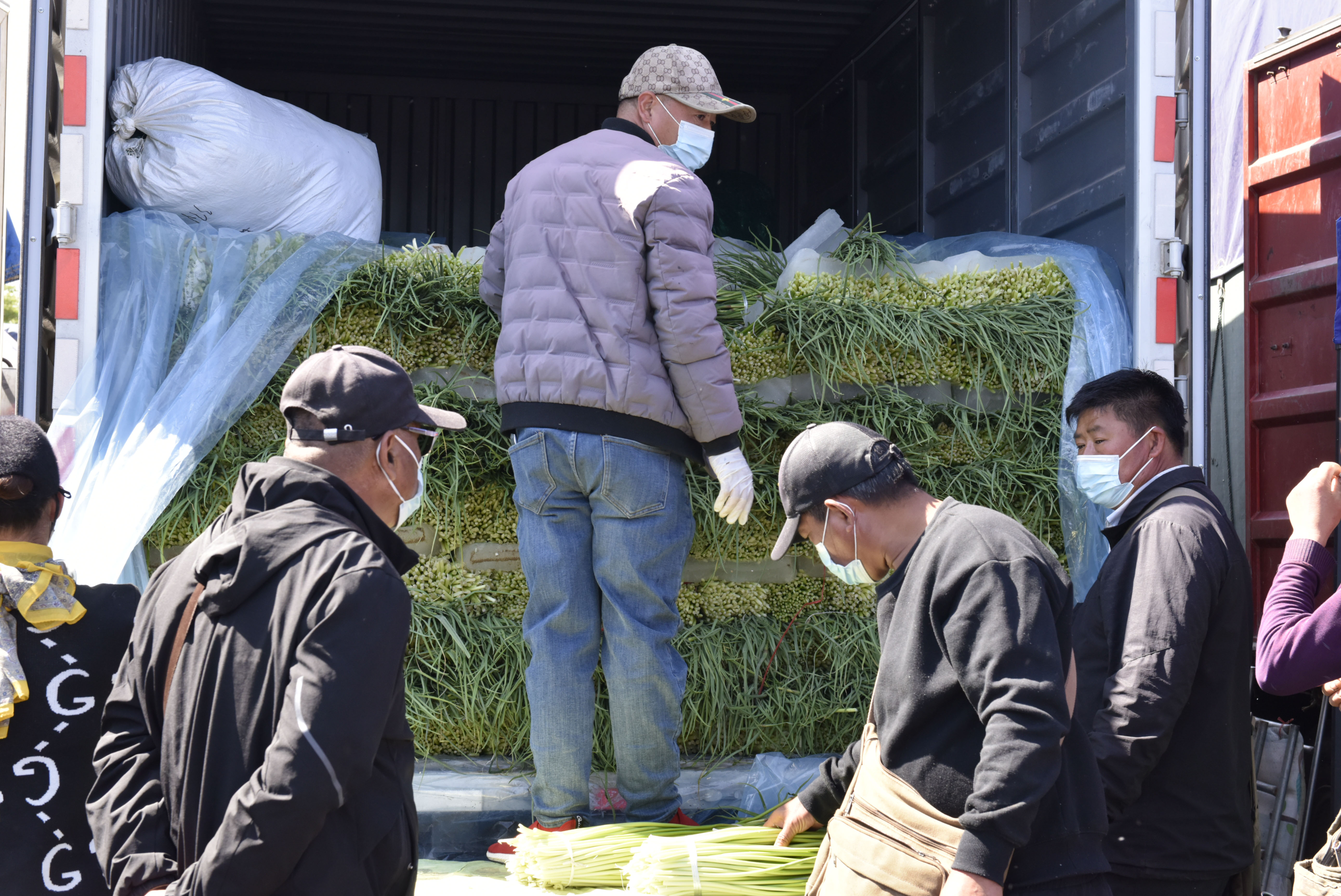 大蒜蒜苔行情分析,新蒜苔批发