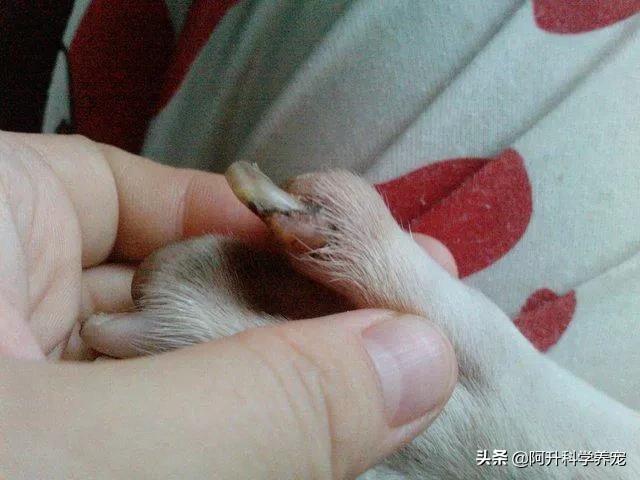 狗狗疾病:趾间炎在家便可以治疗