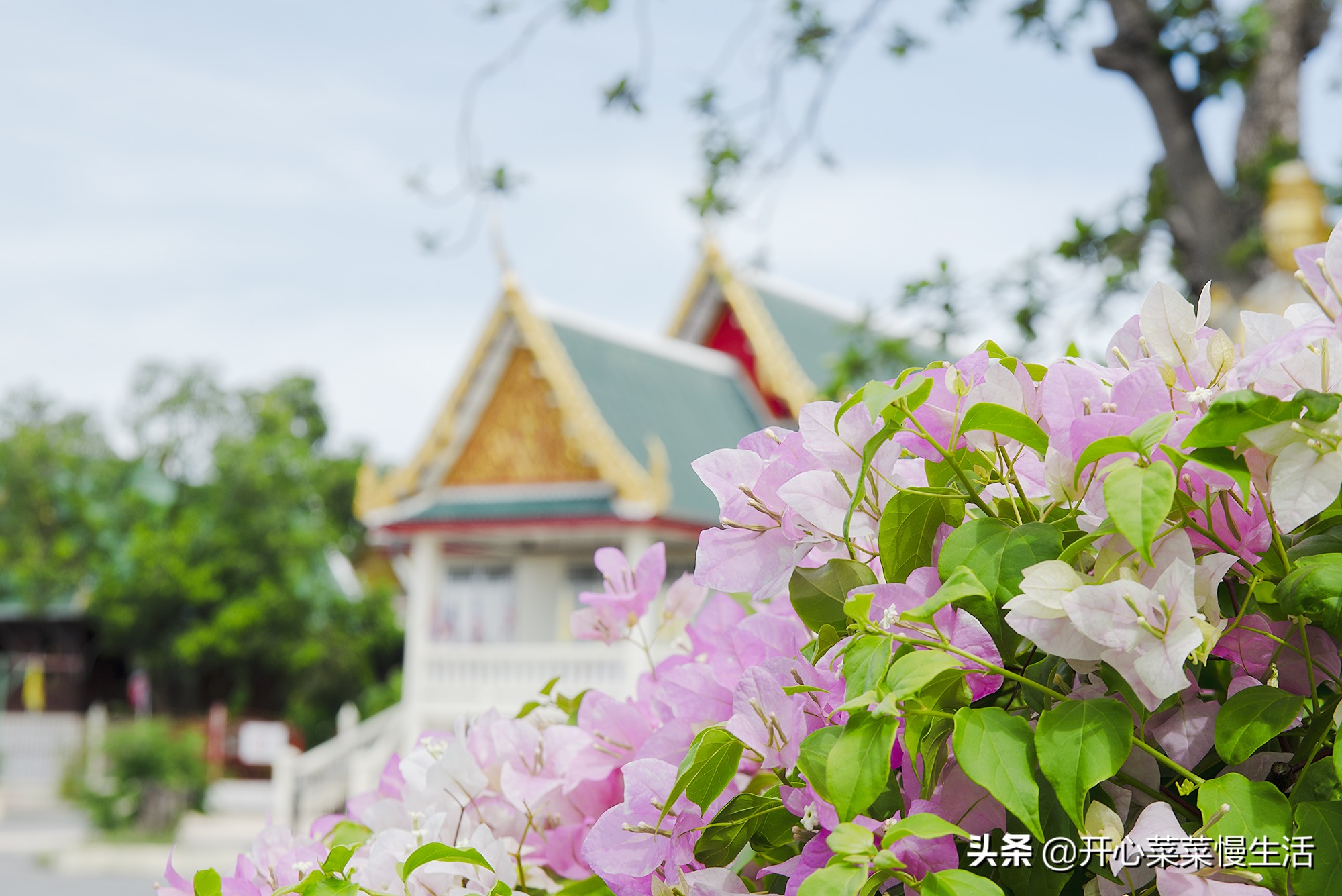 泰式按摩舒服吗,泰式按摩会伤害背部吗