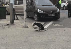 新娘开心的搞笑视频,搞笑gif开心一刻女司机上车