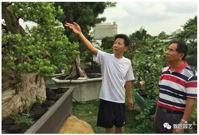 中国最贵盆景一盆600万元 (全世界最贵的100棵盆景多少钱一株)