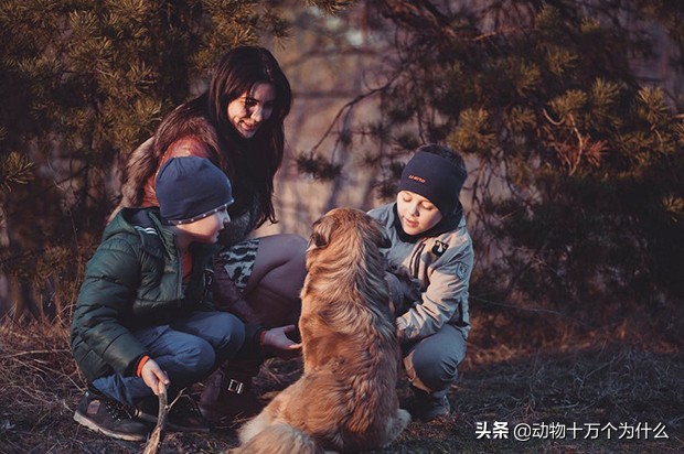 路遇恶犬如何自救,路遇恶犬怎么治