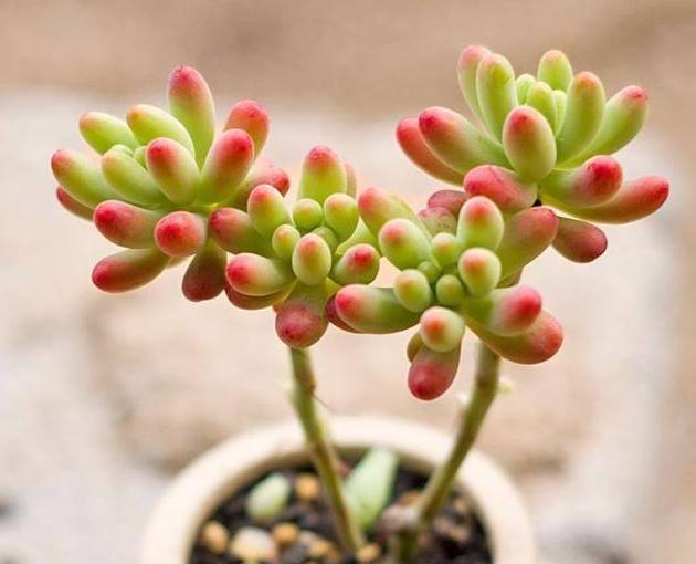 多肉徒长的最佳方式,多肉徒长了怎么整理