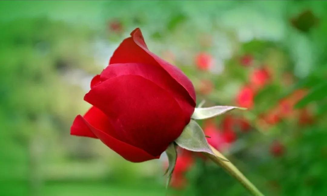 读余秀华的诗经典语录,刚好余秀华