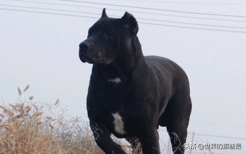可以轻松击败大型猛兽的猛犬,能打过猛兽的猛犬