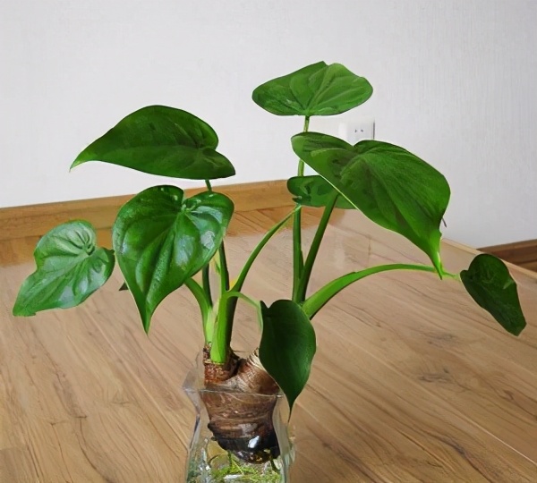 南美室内水培观赏绿植,水培绿植与土培绿植的区别