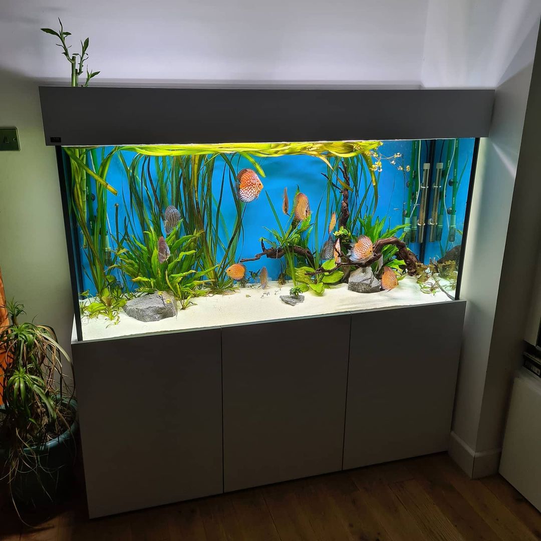 新手养鱼选择什么鱼缸,养鱼怎么选择鱼缸