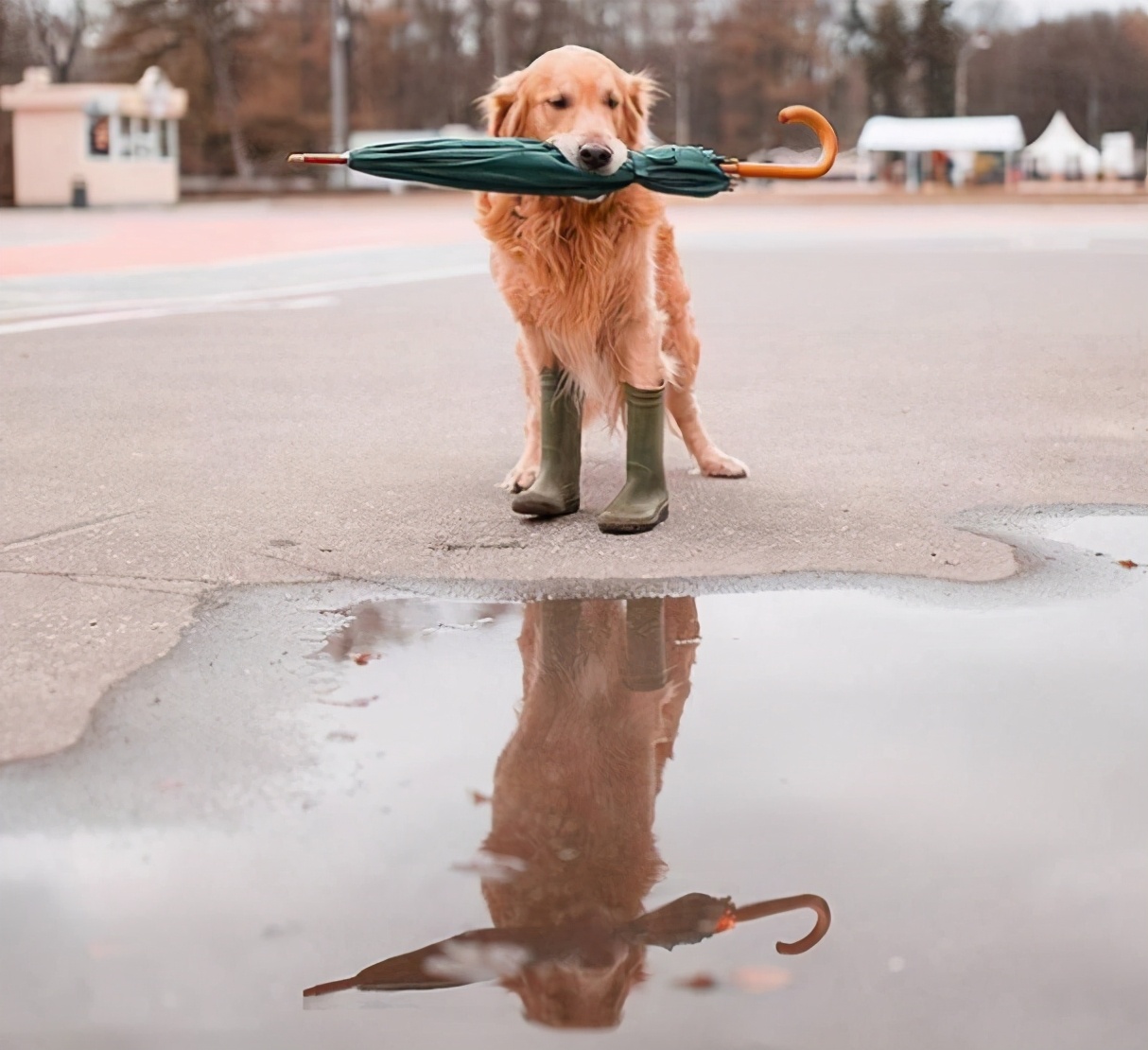 金毛犬忠诚到什么程度,金毛犬的魅力有多可怕