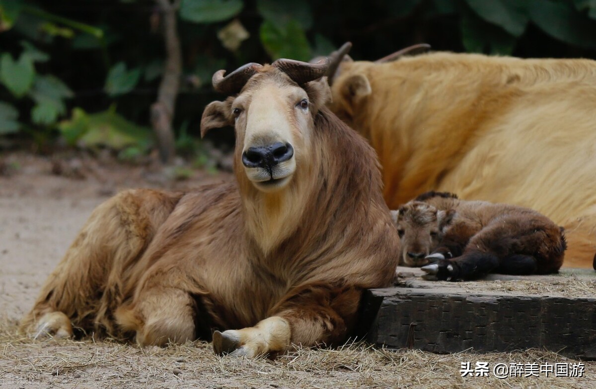长隆野生动物园动物大巡游,长隆动物园动物视频