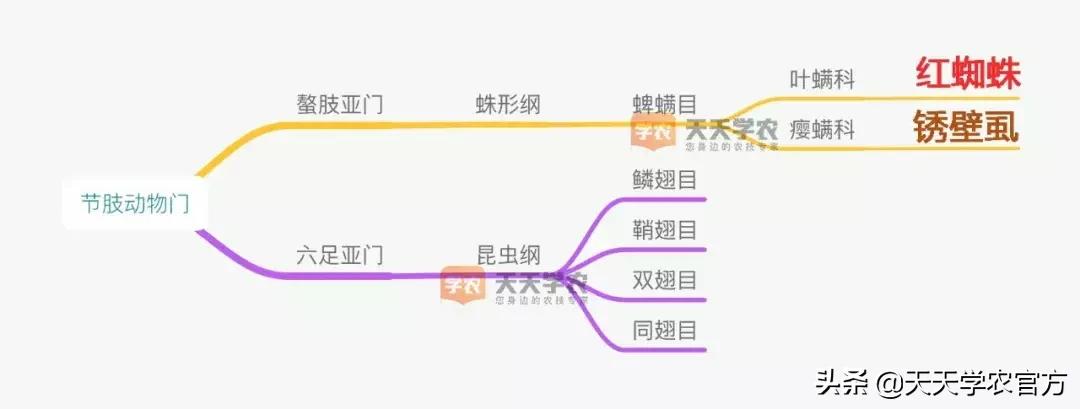 锈壁虱和红蜘蛛药一起可以打吗,杀红蜘蛛的药都可以杀锈壁虱吗