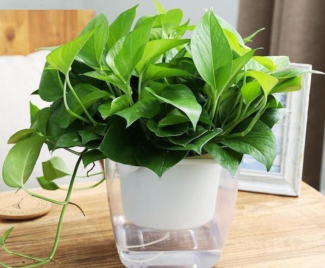 养绿萝，埋上几粒“煮豆豆”，胜过养花肥，油光锃亮爬满墙