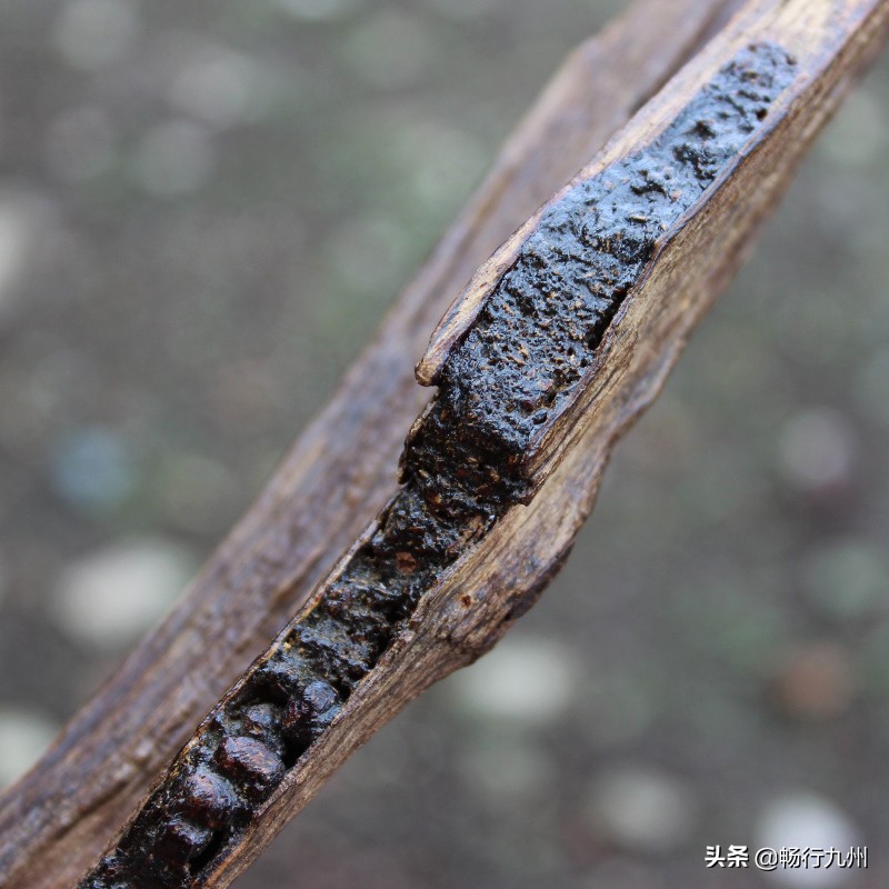 阿玛尼皇家沉香香水男士,全球十大顶级男士香水冷香