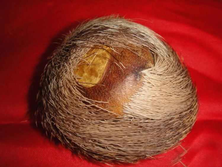 麝香诱鱼真的那么厉害么,红虫和麝香哪个诱鱼效果好点