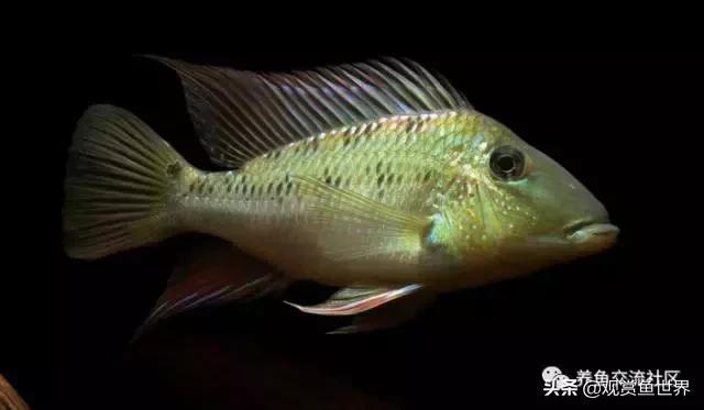 食土鲷一般多大尺寸,食土鲷哪个品种小一点