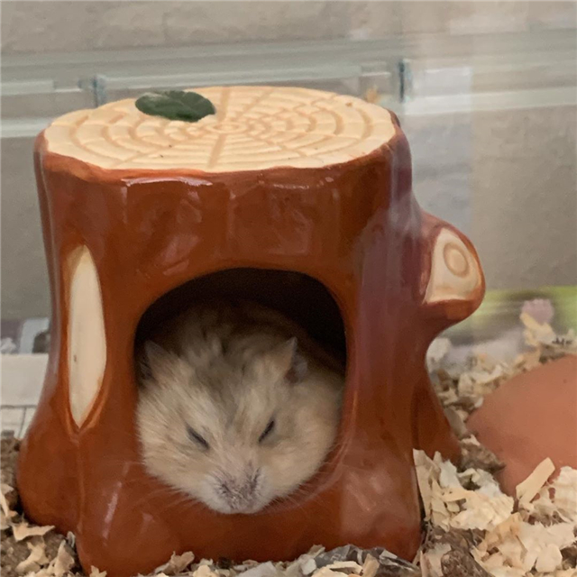 仓鼠为什么会突然衰老,仓鼠老的时候身体有什么明显特征