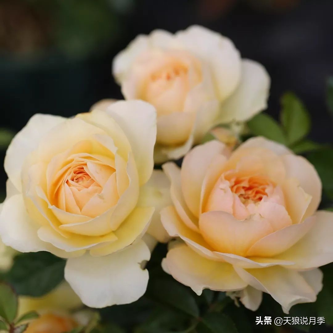 四月最浪漫的蔷薇花,最浪漫的四月花