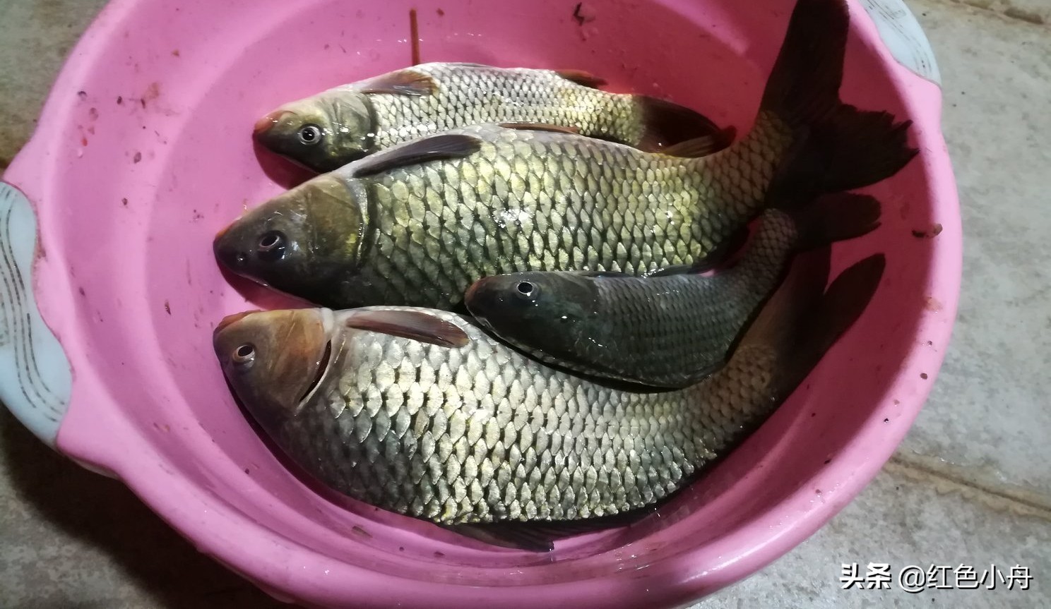 鲤鱼草鱼罗非鱼饵料配方,鲤鱼罗非鱼通杀饵料搭配