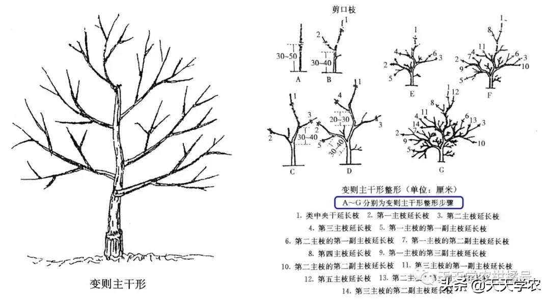 果树修剪技术怎么剪,果树冬剪怎样剪