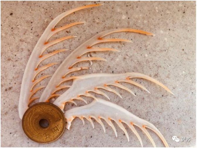 两只虾做三道菜,两只虾做三道菜一汤