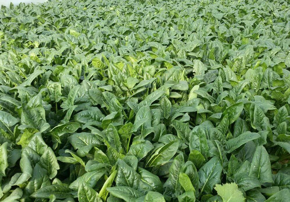 菠菜枯萎病用什么药治,怎么预防菠菜烂根死苗