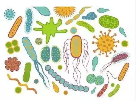 肠道细菌太多怎么办,肠道细菌分为哪三类