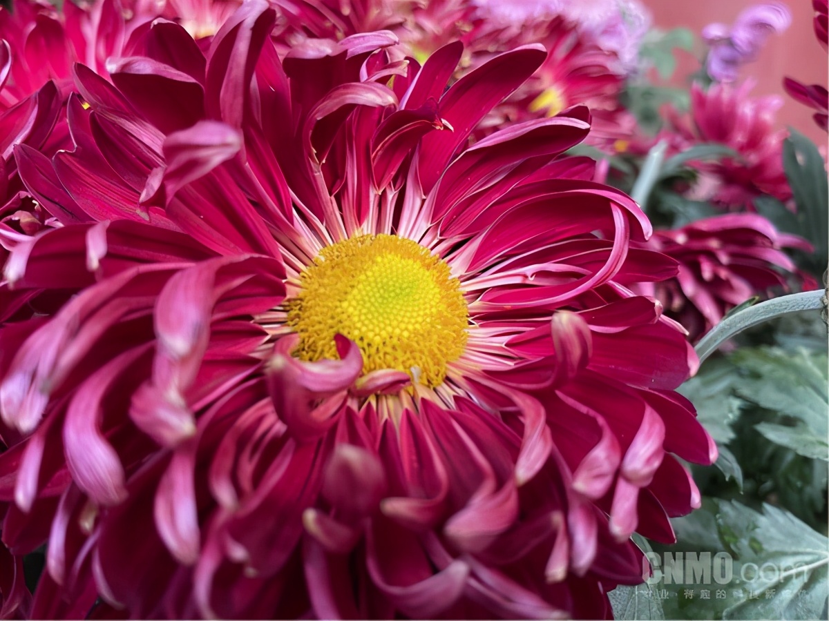 iphone12mini与12promax测评,iphone12和12promax官网对比