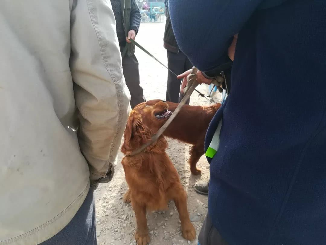 狗贩子卖500的金毛,买狗市场金毛