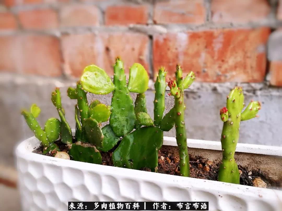 多肉的真实生活感悟,多肉的生活感悟