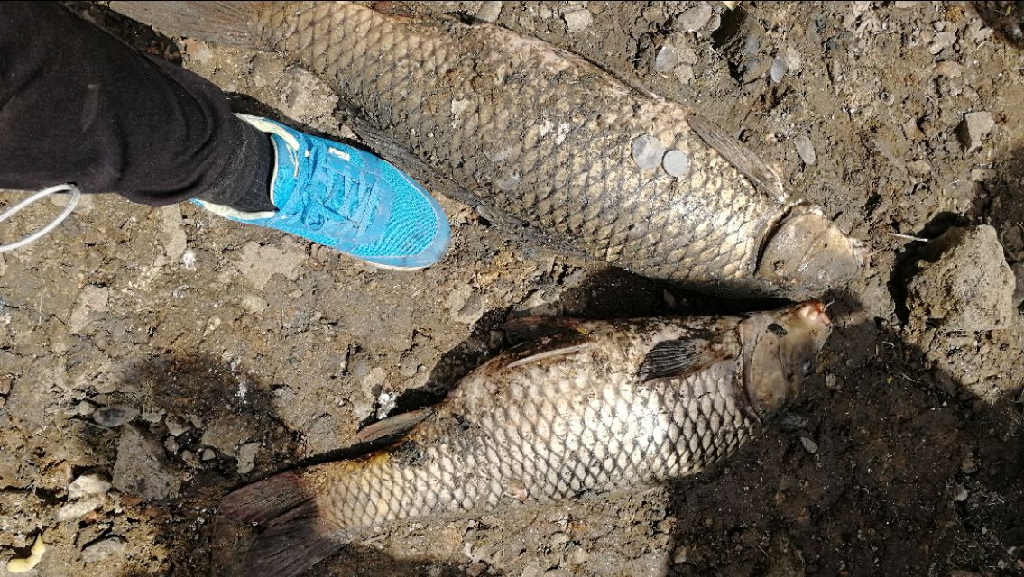 钓鲤技巧,钓鲤的正确方法