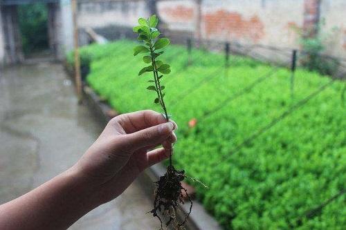 哪种黄杨木盆景最好最有价值,十大名贵黄杨树盆景