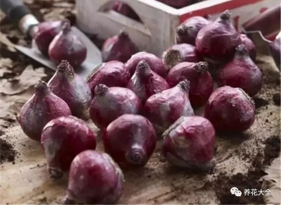 风信子开完花剪掉还会开吗,风信子开完花还可以活吗