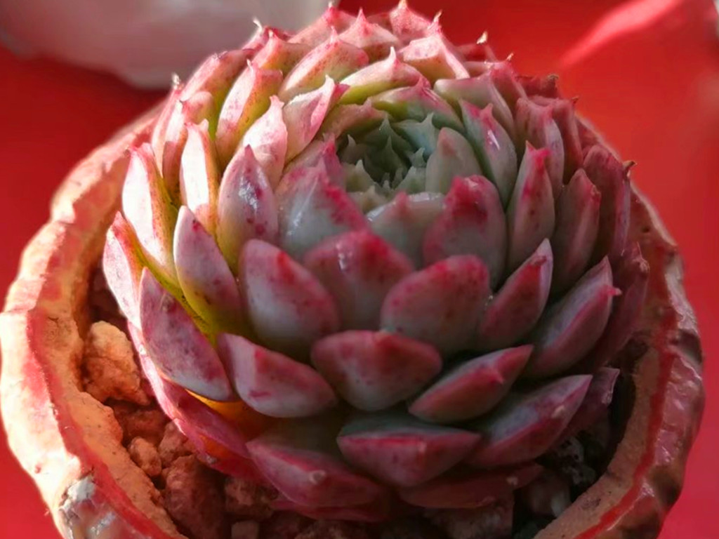 多肉叶片化水是什么原因造成的,多肉淋雨叶片化水怎么办