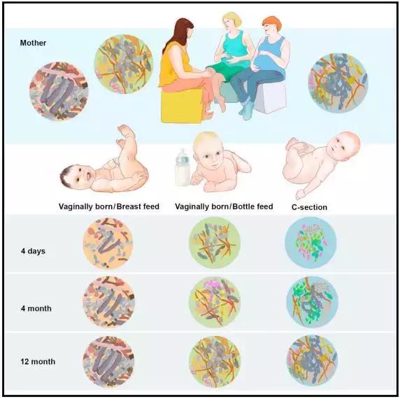 新生儿菌群主要来自什么地方,宝宝建立菌群的时间