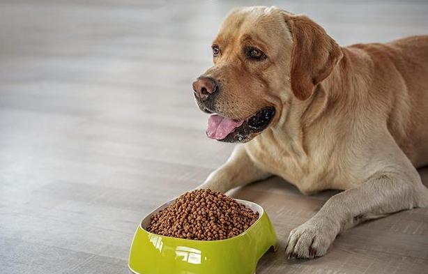 狗狗做绝育全过程,给狗狗做绝育还会乱尿吗