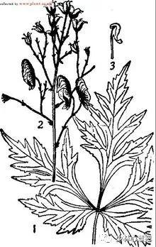 中药图片大全名称,中药图片大全带药名高清