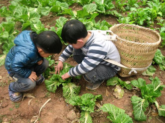青菜长虫不喷杀虫剂,青菜上长了虫子不打药怎么办