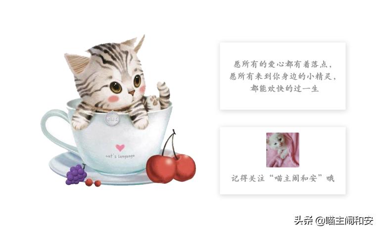 合租养猫注意什么细节问题,租房子住怎么养猫咪好一点