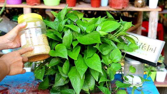 绿萝浇什么水叶子长得更大更绿,绿萝浇什么营养液长得茂盛