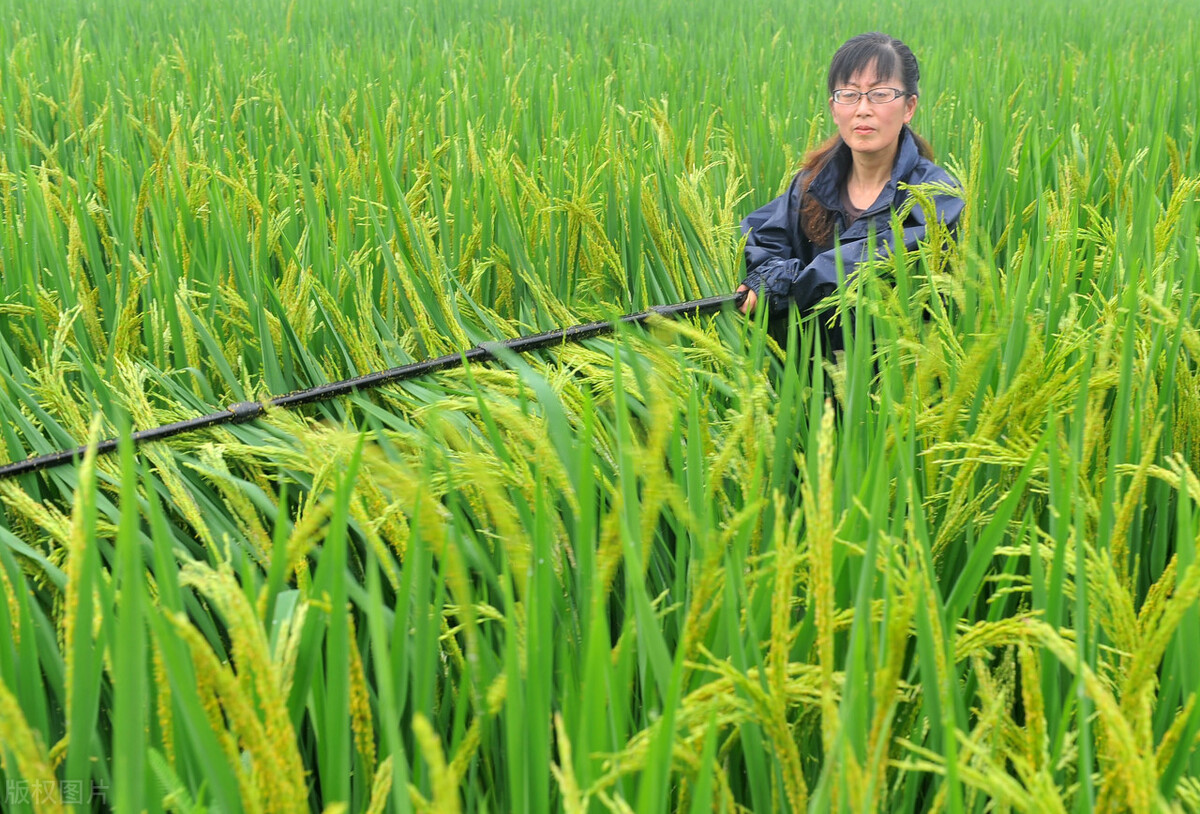 网购一瓶农药,农药经销商卖假农药