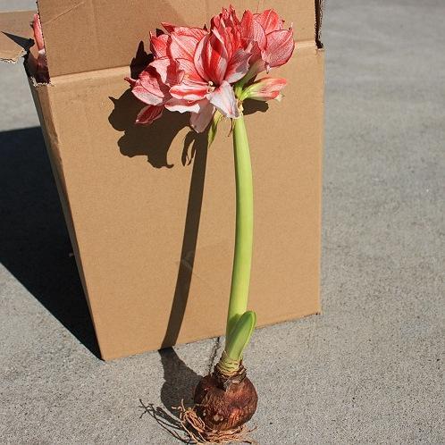 2厘米的朱顶红要养多久开花,朱顶红紫根兰大头兰图片