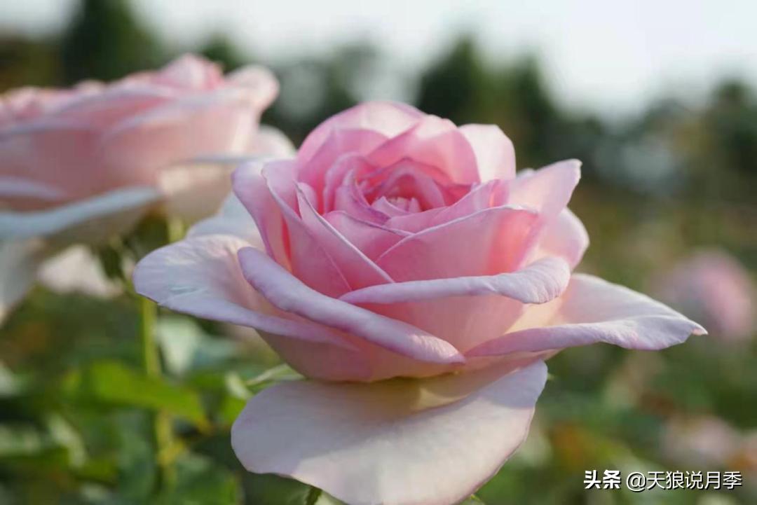 优雅女士月季花,奇葩月季品种图片