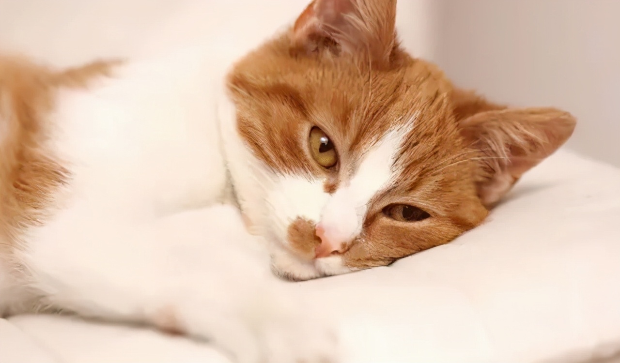 猫咪便便有血是什么原因,猫咪拉血尿是怎么回事