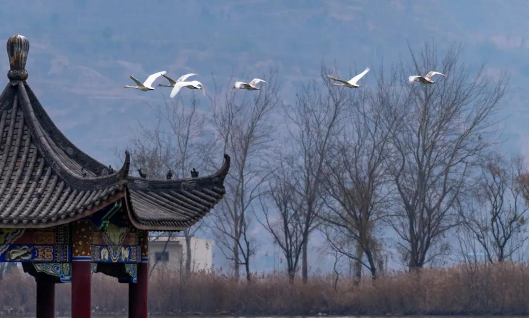 华夏乎!运城兮|一位资深旅游人心中的运城!