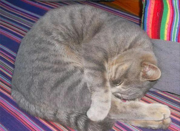 关于猫咪的冷知识你知道多少 (关于猫咪的冷知识)