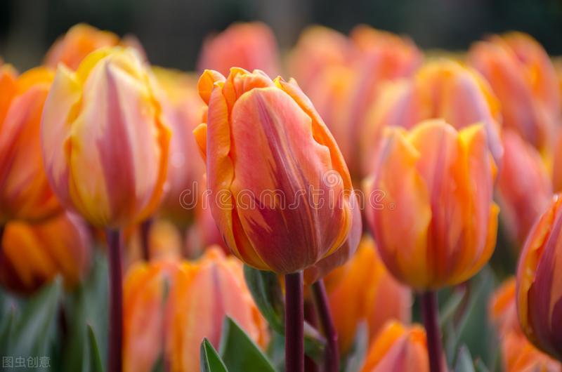 生日鲜花用哪几种花,代表友谊长存和生日快乐花语的花